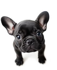 Cliff, expert en Assurance Vie et Épargne Retraite